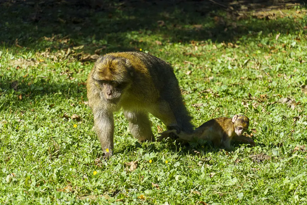 An adult Barbary macaque with its young on a green meadow.