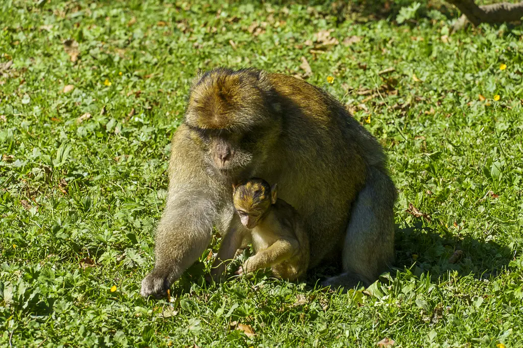 An adult Barbary macaque sits protectively on a sunny, green meadow, holding or hugging its small young, which is crouching in front of it. The monkeys have brown-yellowish fur.