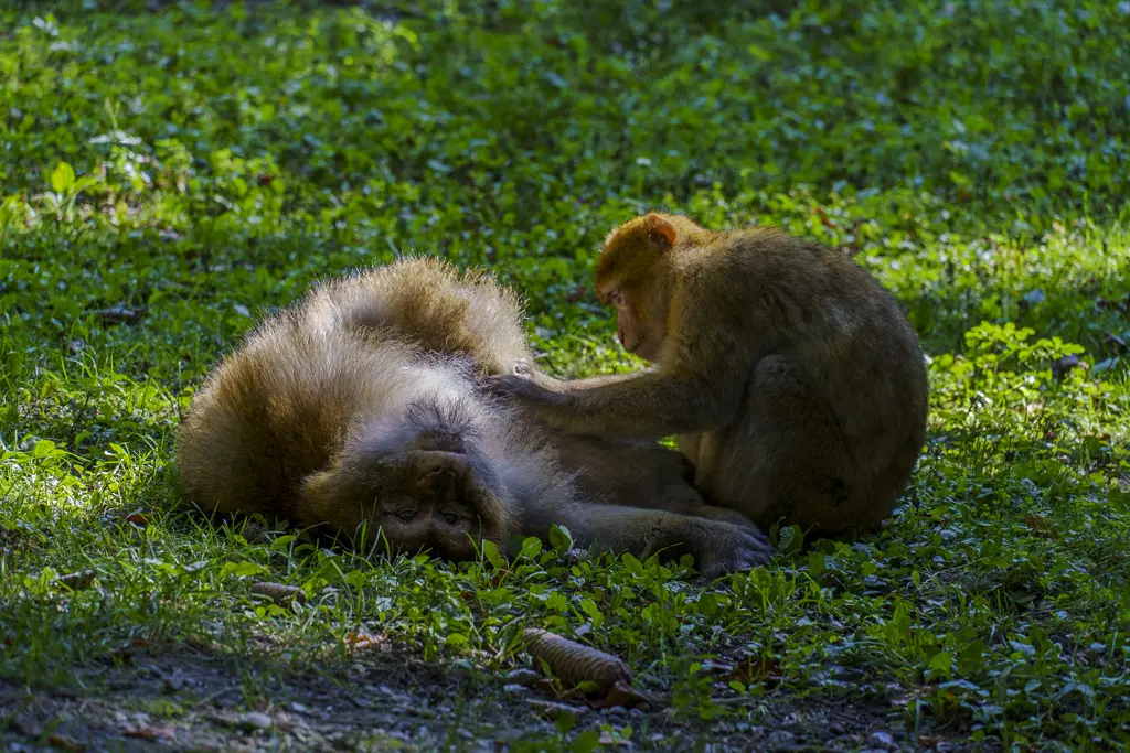 Two Barbary macaques on a green, partly shaded meadow. One monkey is lying on its back, while the other sits next to it and intensively grooms it.