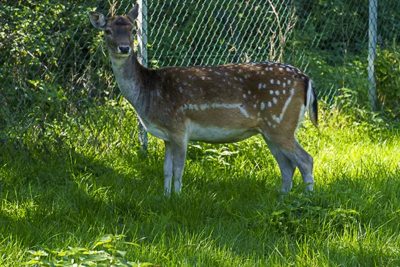 A fallow deer (female or young male without antlers) stands on a sunny, tall green meadow. The animal has brown fur with white spots and looks directly into the camera. A wire mesh fence is visible in the background.