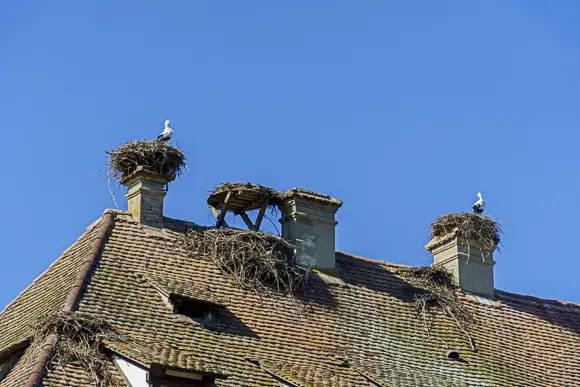 An old roof with red tiles and several chimneys. On two of the chimneys are large stork nests, each with a white stork standing in them. A third, very large nest lies between the chimneys directly on the roof ridge. The sky is cloudless and bright blue.