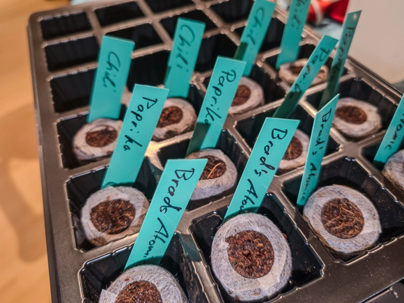Seed starter tray with coconut fiber pellets. Tomatoes, peppers and chili