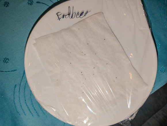 Plate with strawberry seeds wrapped in plastic wrap