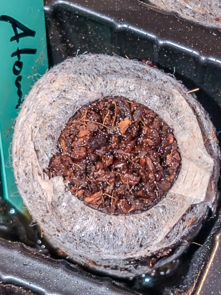 Coconut fiber pellet